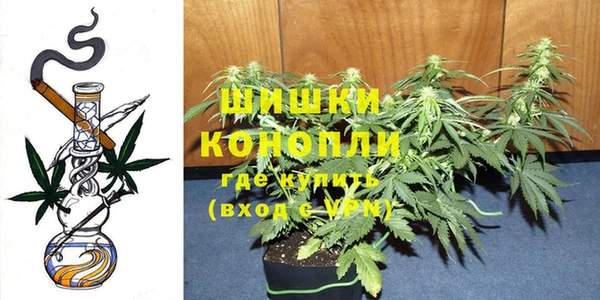 индика Новозыбков